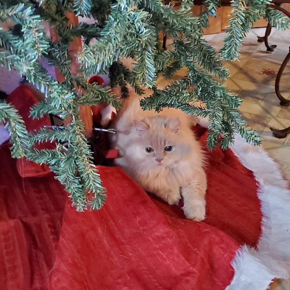 Veterinarian Fees are paid with your purchase for my Yorkies vet bills ♥️🔥🥰 - Picture 7 of 16